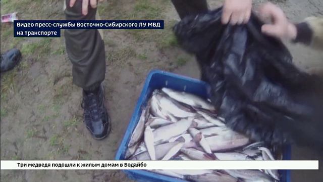 Рыбаки-браконьеры из Нижнеудинского района нанесли ущерб природе более чем на полмиллиона рублей