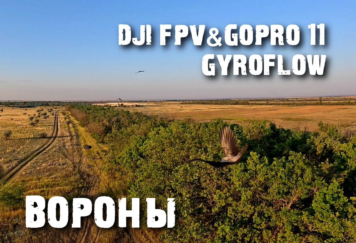 DJI FPVGoPro11 и вороны