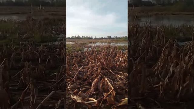 Охота с подсодной уткой.