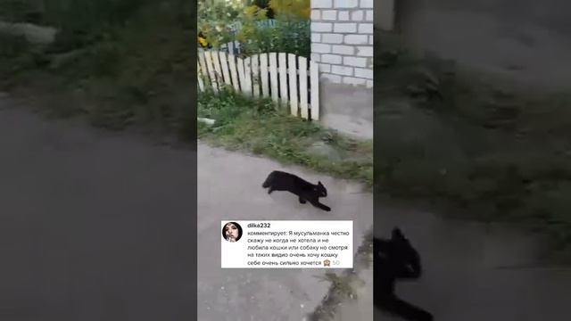Удивительная история Кошек в Исламе ☪️ #Ислам #кошки #коты