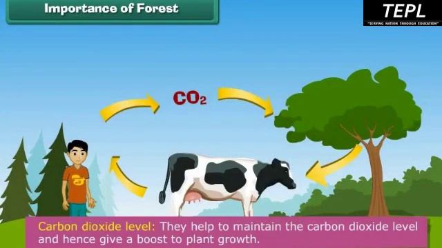 Class 5th EM SCIENCE Living things depend on each other