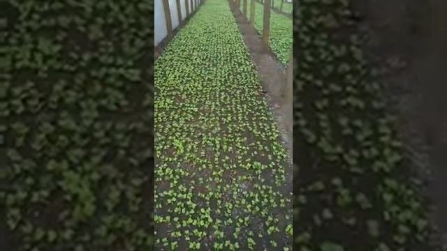 Редис в теплицепосадка кабачкасостояние на 29 марта.