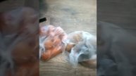буду варить суп из вешенок?