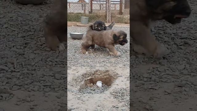 Щенки кавказской овчарки 30 дней  ( нужно купить щенка )