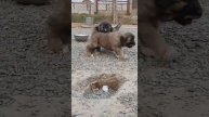 Щенки кавказской овчарки 30 дней ( нужно купить щенка )