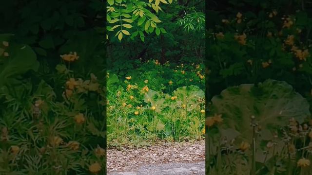 scene_output.mp4