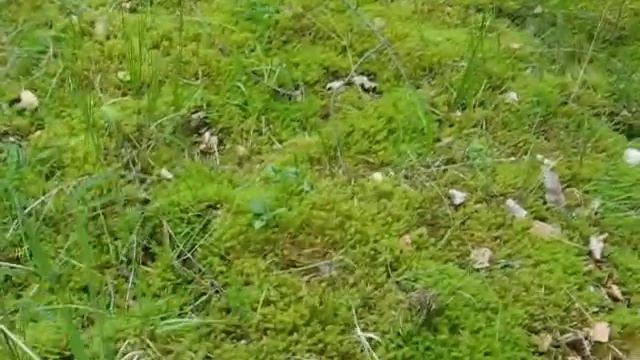 Готовлю утеплитель для улья на зиму