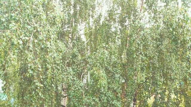 Вы быстро заснëте под нежный звук дождя. Почувствуйте свежесть воздуха, наполненного озоном.