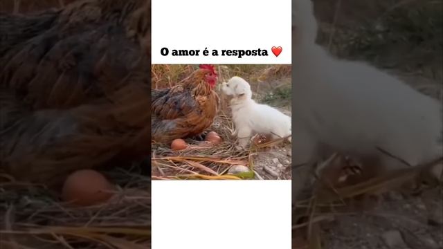 Tudo é possível quando quebramos a barreira da indiferença e apostamos no amor  animais amor