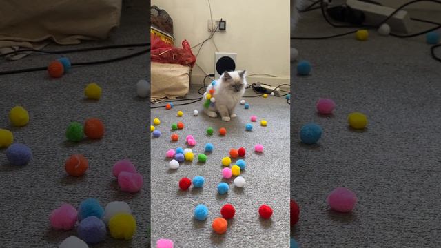 Adorable Kitten Plays With Pom Poms   ViralHog