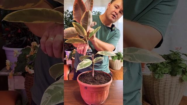Если это не сделать, будет не #фикус, а безобразная #палка. #комнатныерастения #формирование #цветы