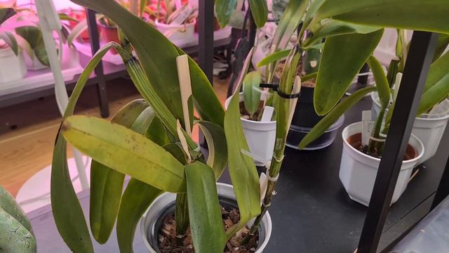 Cattleya  dividings repottings and progress UPDATES