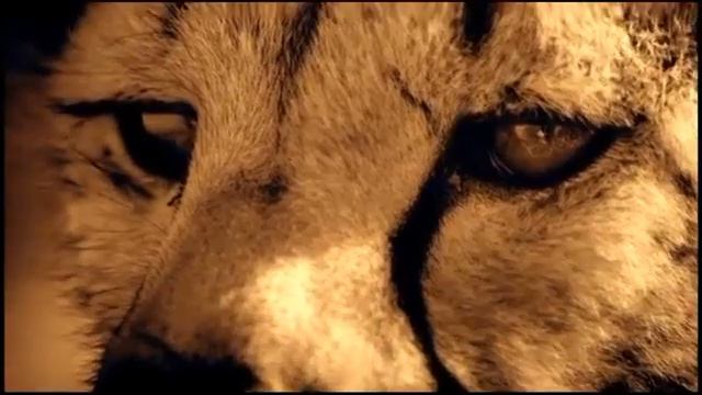 Дидюля-Лейла