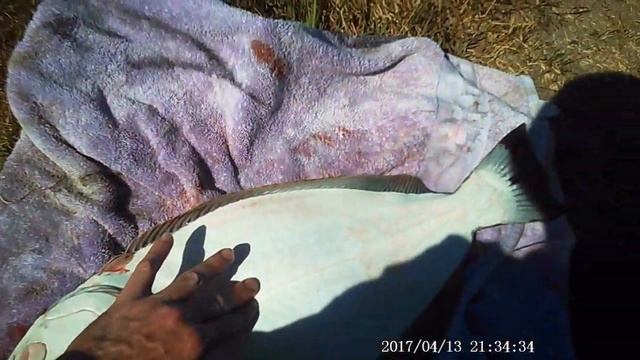 HUMBOLDT BAY HALIBUT FISHING FROM INFLATABLE BOAT USING GULP SAND WORM BEHIND TARGET CATCH AND COO