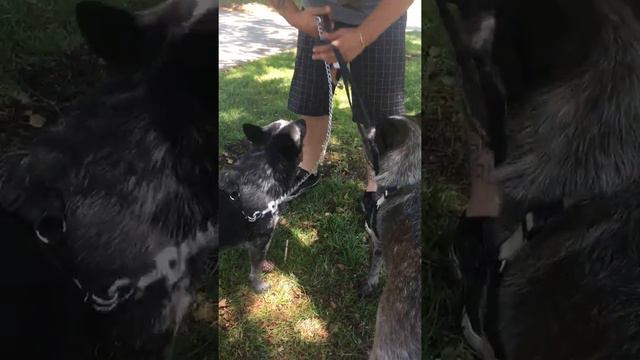 Australian Cattle Dogs At The Park. Kobe And Petunia