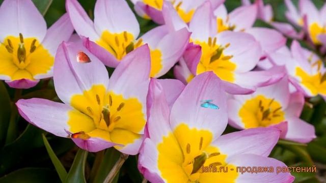Тюльпан ботанический Лайлак Уандер ? обзор: как сажать, луковицы тюльпаны Лайлак Уандер