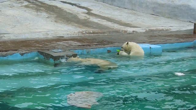 Белые медведи в Ижевском Зоопарке.
