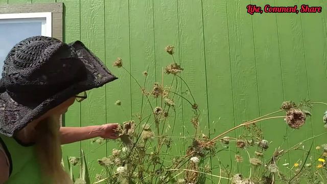 Identifying Queen Anne's Lace /Saving Carrot Seeds
