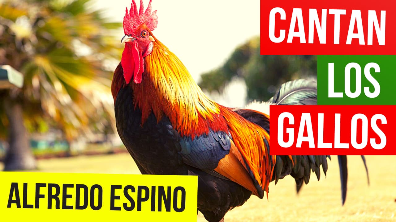 CANTAN LOS GALLOS ALFREDO ESPINO ?? | Jícaras Tristes Panoramas y Aromas ? | Alfredo Espino Poema