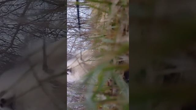 это наш Тайсон прогулка со шпицем видео для начинающих заводчиков(3)