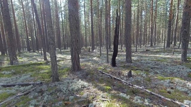 ПОЛЯНЫ БЕЛЫХ ГРИБОВ