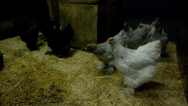 Brahma GR Blue, Black & Splash
