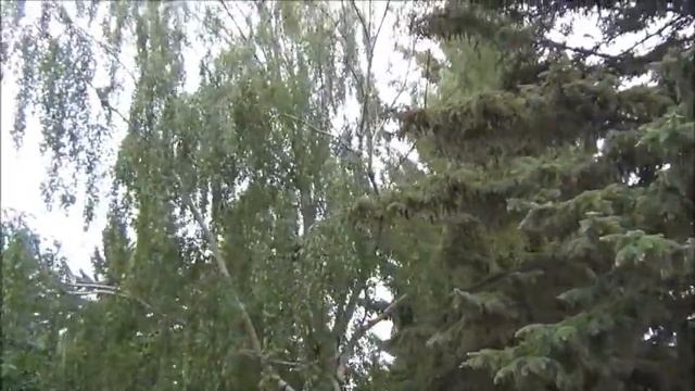 Канадские дрозды. American songbird. Blackbird.