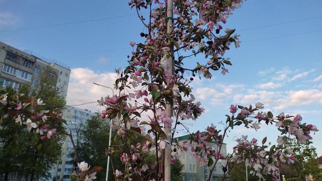 уфа 10 мая 2024 новый сквер с деревьями в черниковке на ульяновых. красная яблоня и липы. прогулка
