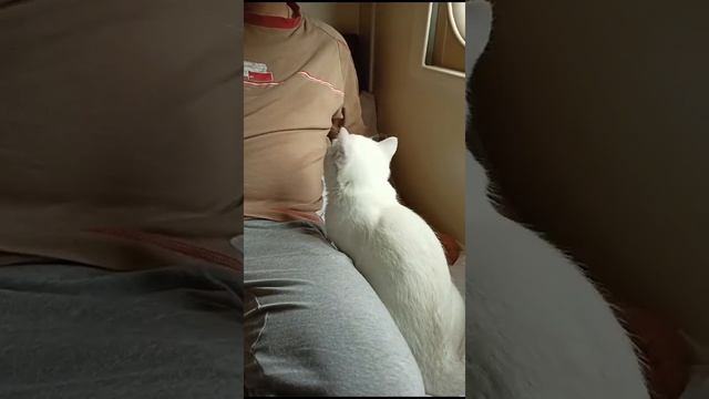 Платоша едет в поезде, гуляет и смотрит в окно