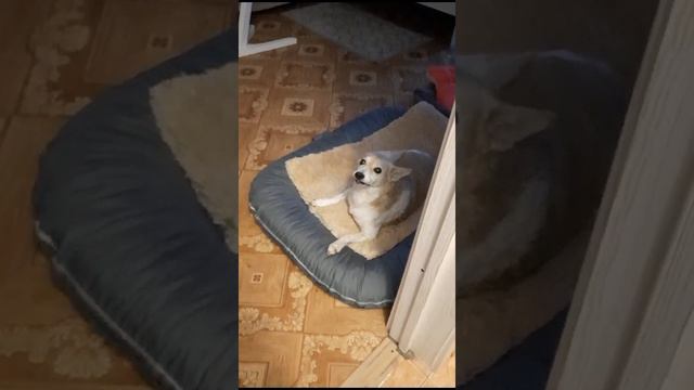 Яська