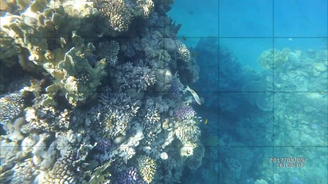 Снорклинг Шарм Эль Шейх 09 03 2017