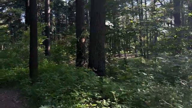 Дятел БУШУЯНИТ, лес , котики, поём песни