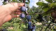 Слива почти созрела#По пути на участок#Продукт который пропадает#Краснодарский край