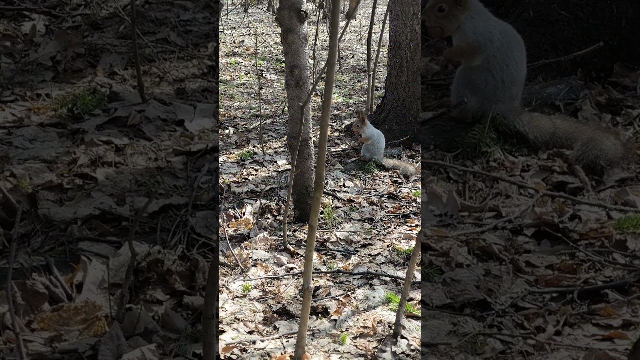 Белка с орехом заметила людей #squirrel #wildlife #animals