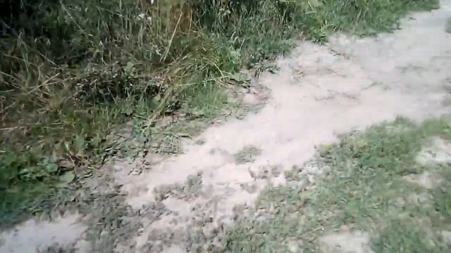 Амбуль Брайс на прогулке.#americanbulldog #американскийбульдог
