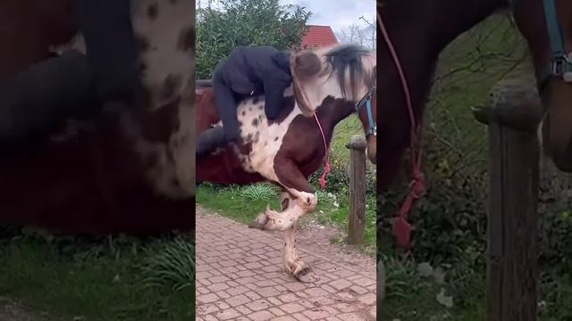 horse-Smart-noble