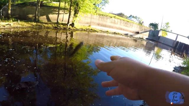 How To Catch Fish With Gulp Alive Minnow