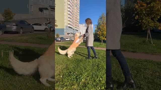 Чакарон