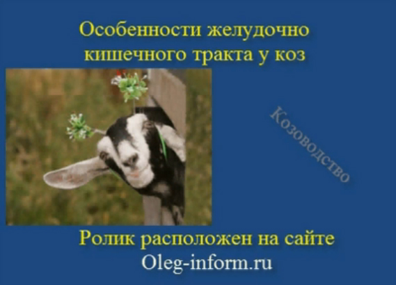 Особенности желудочно кишечного тракта у коз