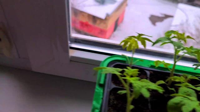 Томаты Гномы выращивание на балконе.