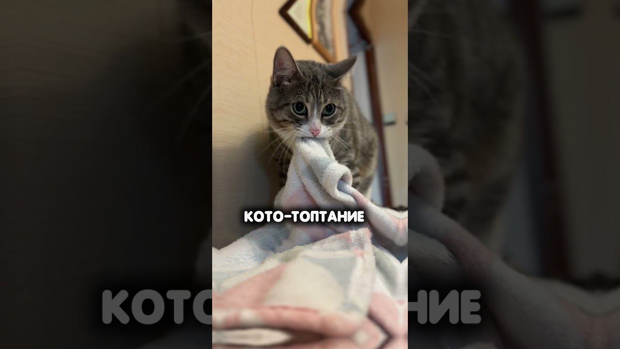 Виды спорта для кота #cat #кот #котики #animal #мем #а4 #котик #юмор #спорт