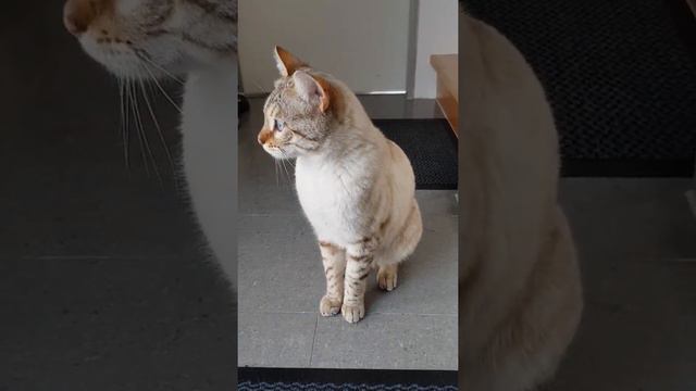 Bengalkatze Weiss.Белая бенгальская кошка.