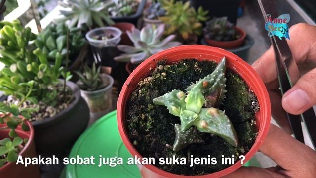 Jenis kaktus langka yang unik Faucaria Tuberculosa  rare plant