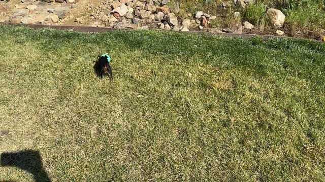 Mini Pincher runs and plays. Бэби мини пинчер бегает по горам.