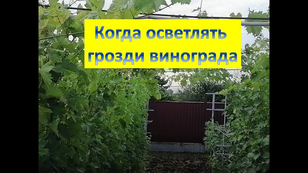 Осветление гроздей. Удаление листьев в районе гроздей, когда и для чего !!!