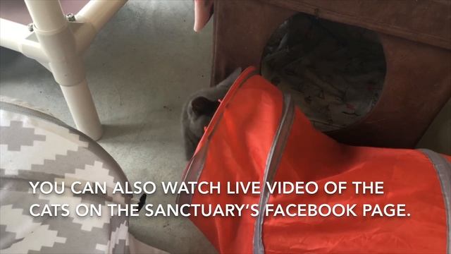 Blind Cat Rescue & Sanctuary