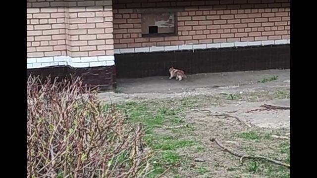 Котенок занимается спортом