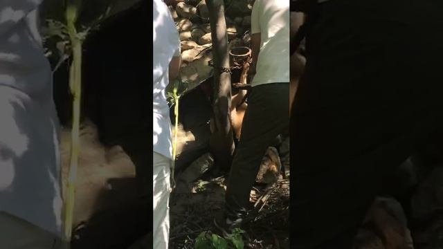 Спасали лису )) дальнейшую ее судьбу не знаю