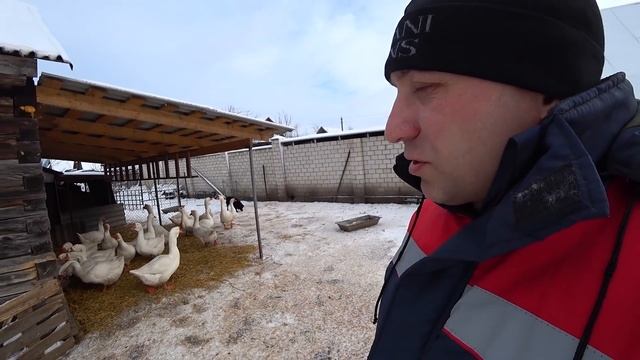 Общее стадо гусей Столкнулся с проблемой