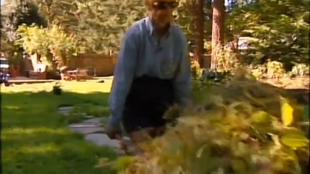 Giant IMPATIENS